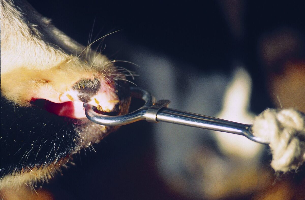 INOX vođica za bika - Слика 2