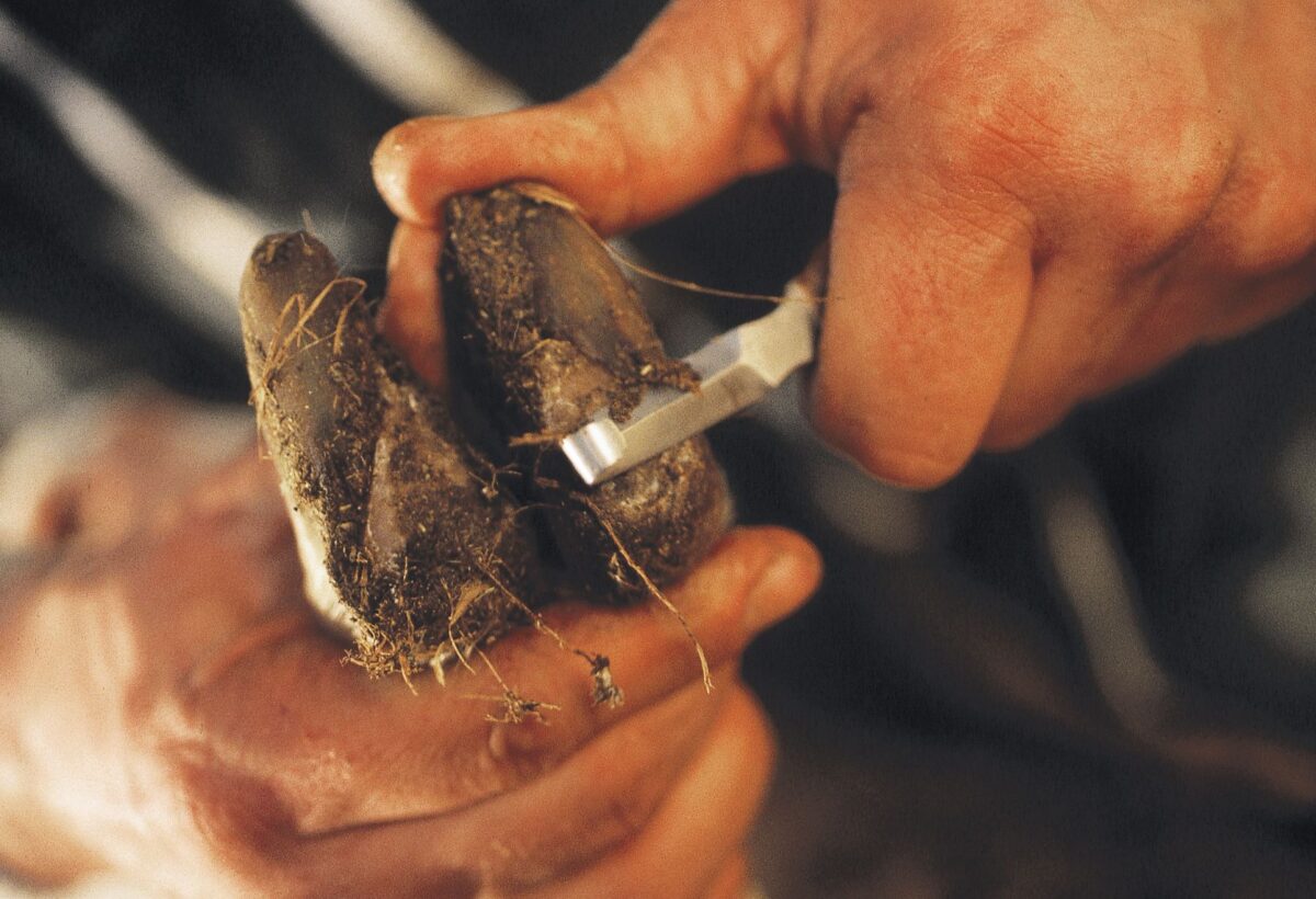 Nož za papke ovaca - Слика 2