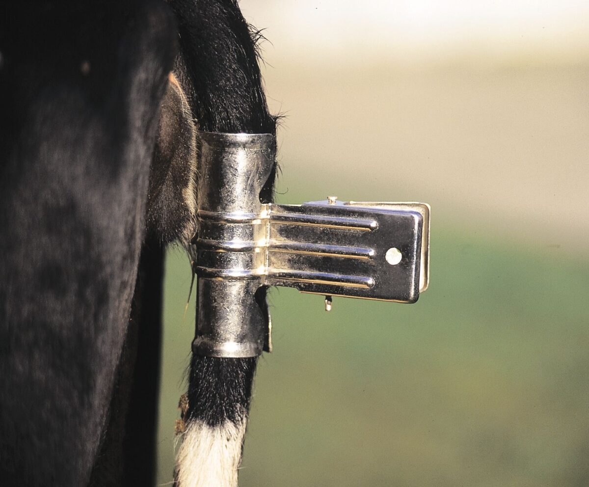 Štipaljka za rep goveda - Слика 2