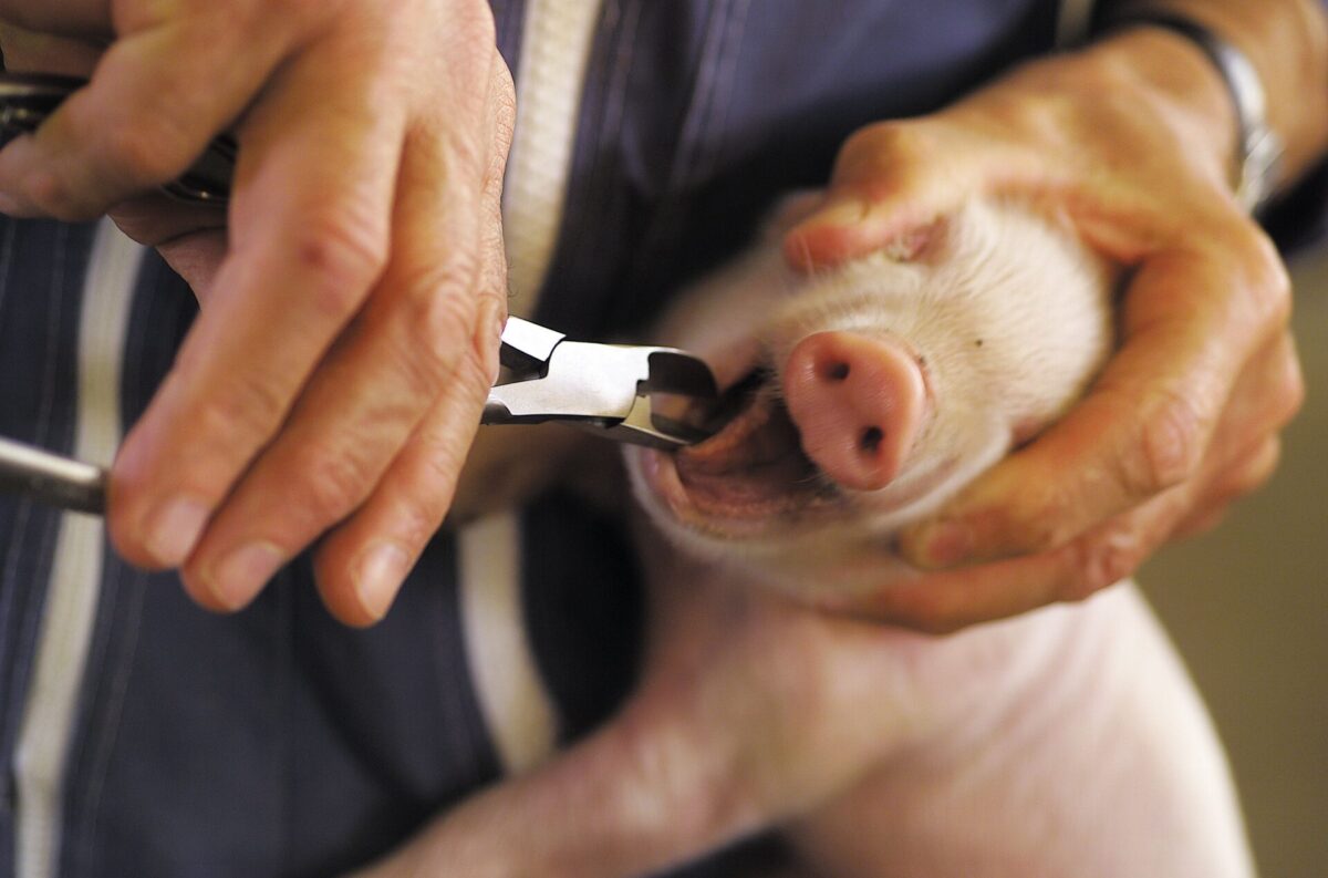 Klešta za sečenje zuba kod prasića - Слика 2