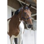 Ular riding world