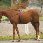 sistem za lonžiranje pessoa norton