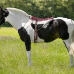 Sedlo Bareback Norton