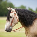 Uzda Western Two Tone