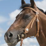 Uzda Western Aurora Franck Perret