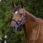 Ular sa ojačanjem Norton