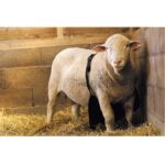 Kecelja za ovna Kamer