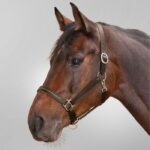 Ular Diamond Waldhausen