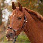 Ular Knotted Waldhausen