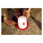 Pojilica za živinu Chick'a Ukal 2