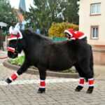 Božićni bandaži za konja Equitheme 4