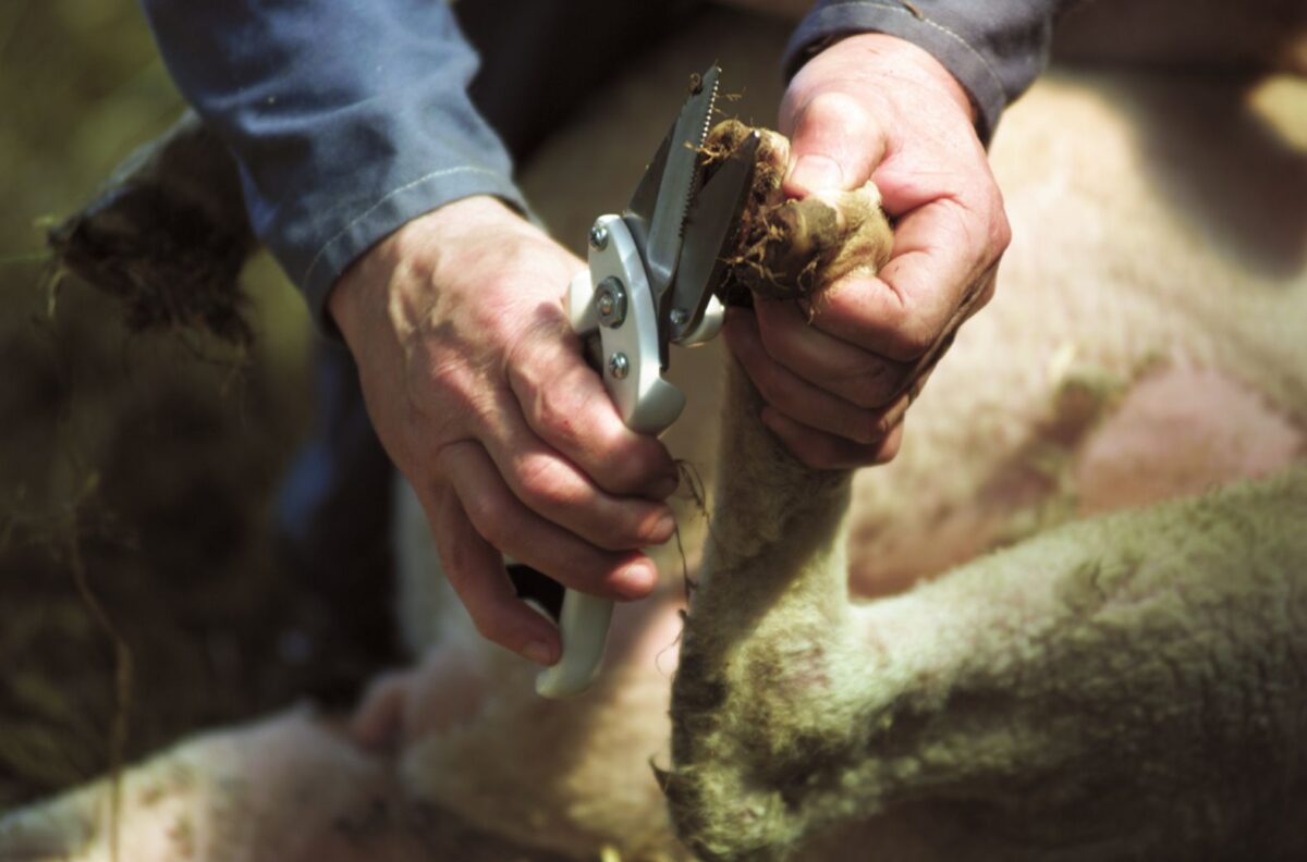 Nenazubljena klešta za papke 6cm Ukal 3