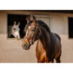 Uzda Crown Eric Thomas