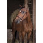 Uzda Fin Norton Pro braon
