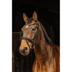 Uzda Galon Norton Pro