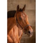 Kožni ular Paddock 2