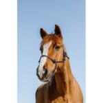 Ular kanap Glim Norton