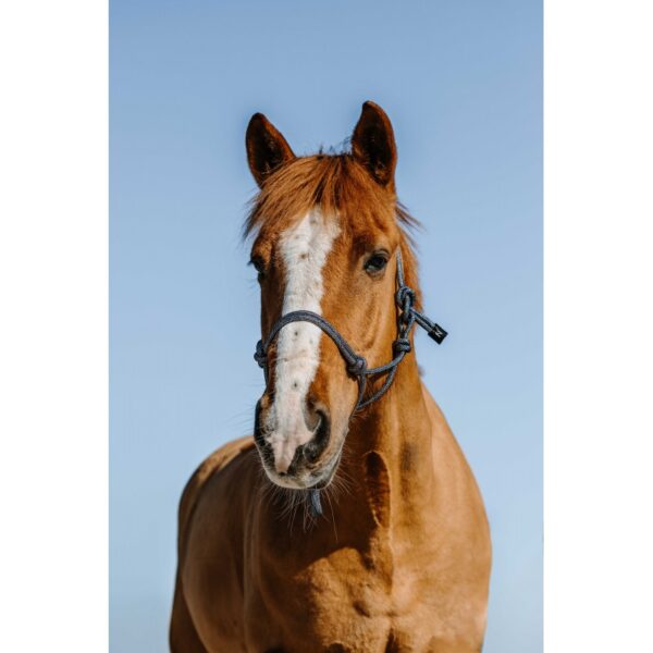 Ular kanap Glim Norton teget