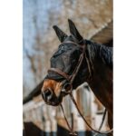 Anatomska i UV maska za insekte Equitheme