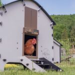 Kućica za koke 8kom Chicka