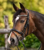 Blinkers Waldhausen 4
