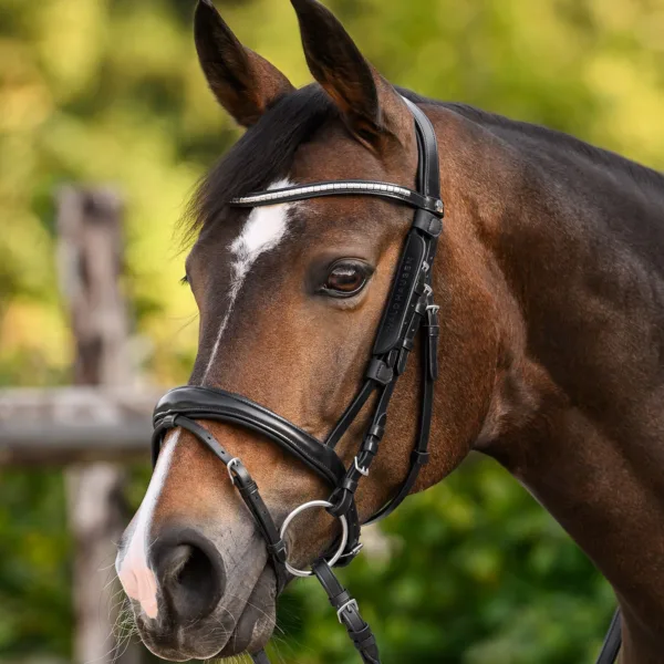 Blinkers Waldhausen 4